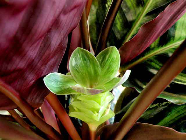 Calathea Roseopicta